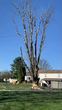 Dead Tree Removal Services