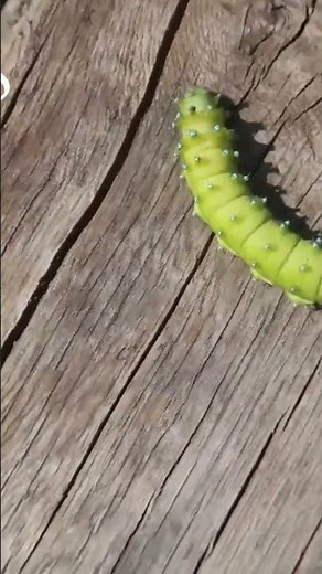 Огромная инопланетная гусеница