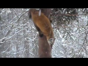 Winter is the best time of year to view the American Marten (Martes americana)! Don't let looks fool you, this adorable weasel is an incredibly agile and avid hunter. The Marten can climb down trees head first thanks to special joints in it's ankles, a relatively rare trait among mammals. Consider possible adaptations to a climbing lifestyle: "one challenge for mammals is climbing downwards on a tree trunk or other surface in a way that does not leave them vulnerable. Descending head first is im