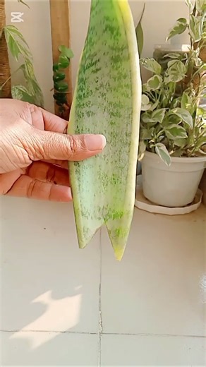 Snakeplant leaf cutting tips for propagation #shorts #snakeplant #leaf #propagation #shortsfeed