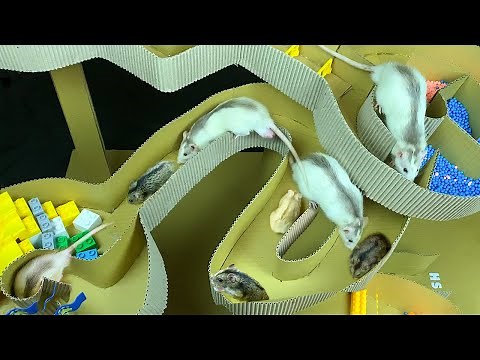 Hamster vs Rat Racing in a Maze! Who is the BEST?