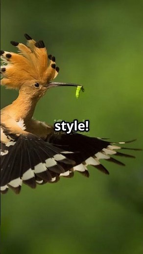 Meet the Eurasian Hoopoe - Nature's Orange Wonder