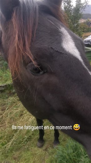Cheval Herbage - Mon cheval au pré on Reels