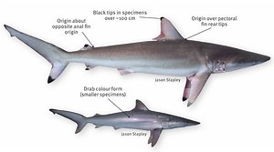 Spinner shark - Alchetron, The Free Social Encyclopedia