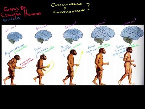Etapas da Evolução Humana - Pré-História Geral #3