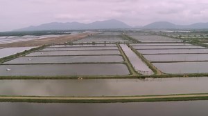 1.1K views · 34 reactions | We're proud to report that Best Aquaculture Practices currently has more than 1,600 facilities certified worldwide. Get to know this one-stop shop for aquaculture certification. | Global Seafood Alliance | Facebook