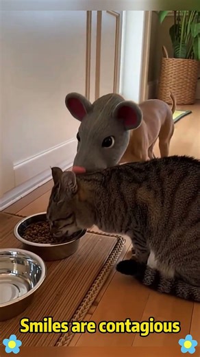 Chihuahua in a scary mask pranks the dog & cat #funnycats #funnydog #cat #dogs #usa