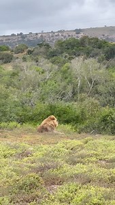 Regina Halmich on Reels