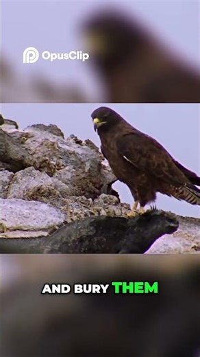 Hawk vs Iguana Survival in the Galapagos Islands