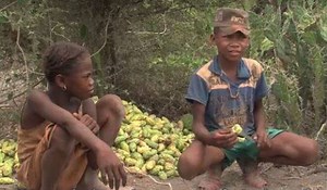 46K views · 588 reactions | When there is nothing else to eat, both adults and children in southern Madagascar survive on cactus fruit. As a result of years of poor rainy seasons and an ongoing dry spell, 80% of people in the southern part of the country are food insecure. With EU funds, UNICEF-Madagascar treat children who are severely malnourished. | EU Civil Protection & Humanitarian Aid | Facebook