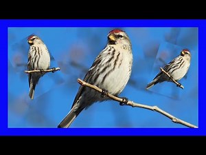Common Redpoll Bird Song, Call, Chirp, Sound - Pardillo Sizerín Canto - Acanthis Flammea