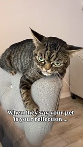 5.1K views · 12K reactions | Ummm…help? . . . . . #grumpycat #cat #cats_of_instagram #cats #catlife #funnycats #cutecat | Grumpy Kitzia | Facebook