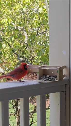 Northern Cardinal