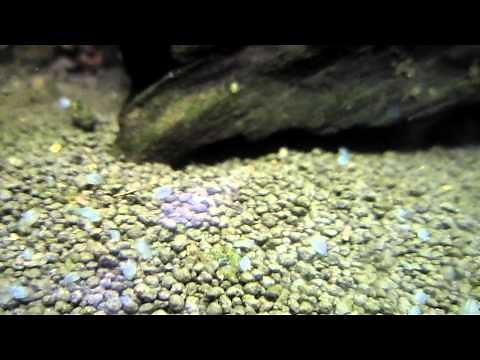 Ostracoda in aquarium