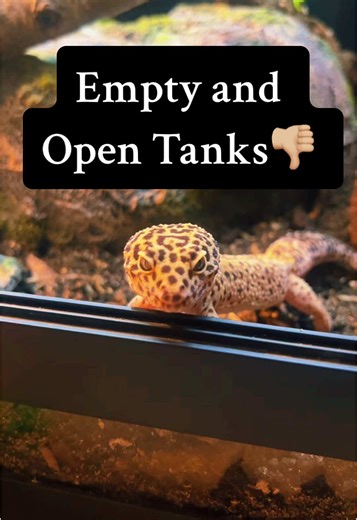 Essential Leopard Gecko Care Tips and Setup Ideas