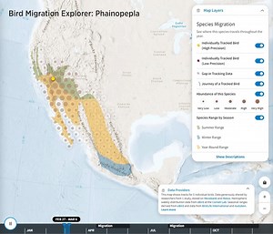 4.1K views · 158 reactions | Phainopeplas have the honor of migrating one of the shortest distances between breeding and non-breeding grounds. Take a look at the “goth cardinal’s” unique migration map with the Bird Migration Explorer: https://bit.ly/3sEAgNh | National Audubon Society | Facebook