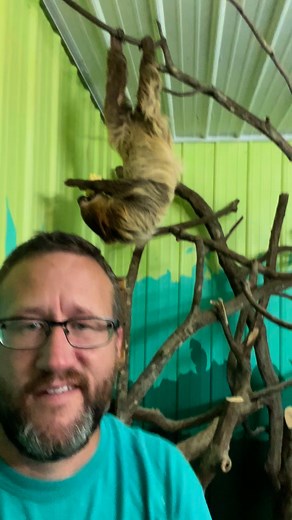 2.4K views · 66 reactions | 殮 Did you know? Sloths have specialized tendons and bone structures that let them hang from trees without using their muscles! That’s right—they can literally “hang out” while completely relaxed. Talk about the ultimate chill lifestyle.  #familytraditionsanimaladventure #zoolife #sloth | Family Traditions Animal Adventure LLC | Facebook