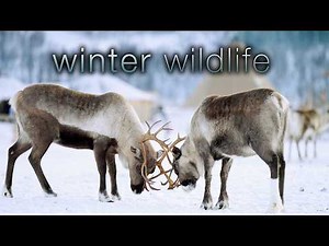 Let This 4K Winter Wildlife Film Be Your Calm Place