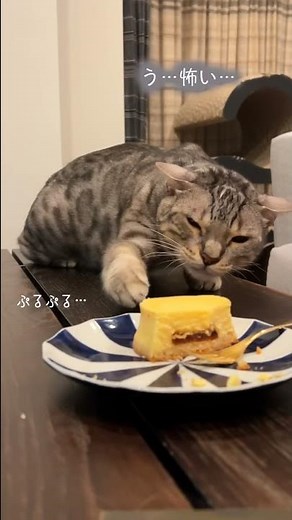 密かに狙っているつもりだがバレバレな猫 #shorts #ベンガル