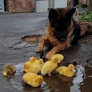 735K views · 55K reactions | This German Shepherd loves to watch ducklings play in the mud 凉 | Furry Tails | Facebook