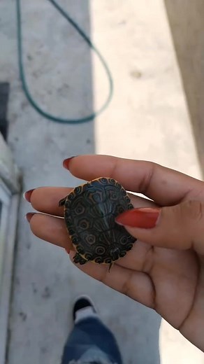 Tortuga confundida con aves: reacción sorpresa en la playa