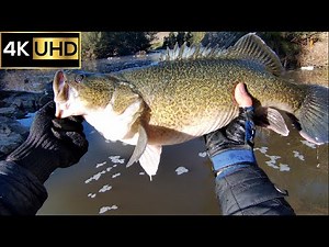 62cm Murray Cod Caught in Molonglo River | Canberra Fishing 4K