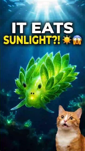 Meet the Leaf Sheep, a tiny sea slug that looks like something from an alien planet! 👽🌊 #facts