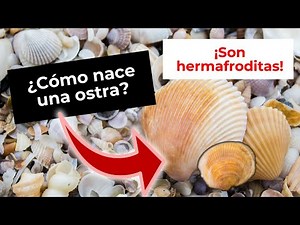 How do oysters reproduce?