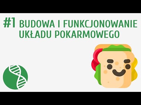 Budowa i funkcjonowanie układu pokarmowego #1 [ Odżywianie ]