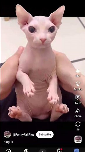 bingus' reversed cursed technique