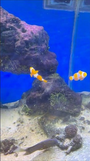Finding Nemo and Dory Are REAL? 😍 Look at This Fish Tank at Fish Market part 2 | #fishaquarium