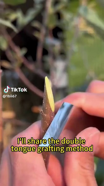 Sharp knife, perfect graft #agriculture #plantips #plantting #grafting #cutting