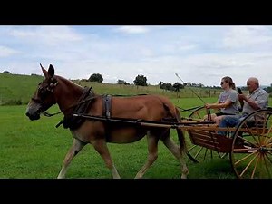 Obstacle Work with Belgian Draft Mule