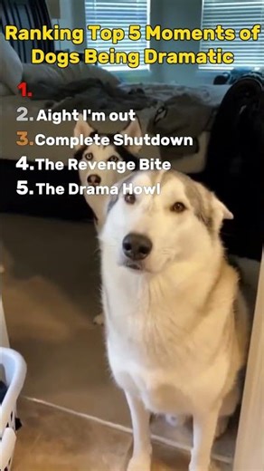 The Most Dramatic Dog Moments Ever Caught On Camera