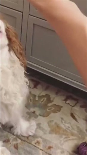 #pets #puppy #funny