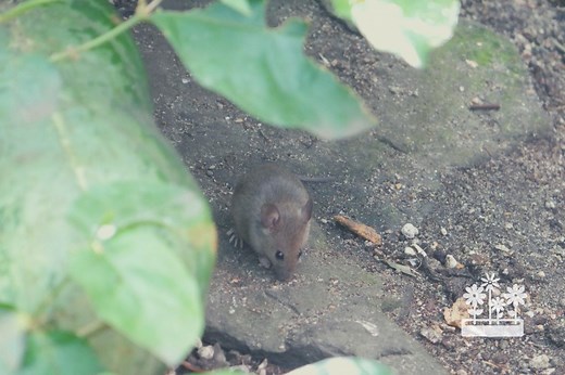 How To Stop Mice From Digging In Houseplants? — Plants & House