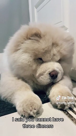 Anyone want me? #chowchow #dog #dogsofinstagram #chowchowpuppy #chowchowlovers #chow #chowchowlife #puppy #dogs #chowchowgallery #chowchowlover #chowchowbear #chowchowlove #dogstagram #chowchowdog #chowchowbaby #chowchowsofinstagram #instadog