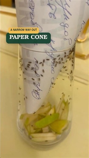 Simple Fruit Fly Trap with a Glass and Paper Cone