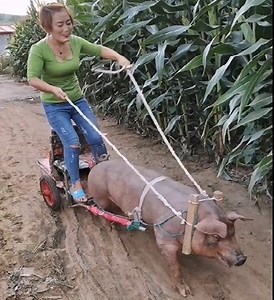 8.4M views · 78K reactions | Amazing Chinese Agriculture Technology | Agriculture Technology | Facebook