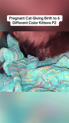 Pregnant Cat Giving Birth to 6 Different Color Kittens P2 #foryou #cat #trending #viral