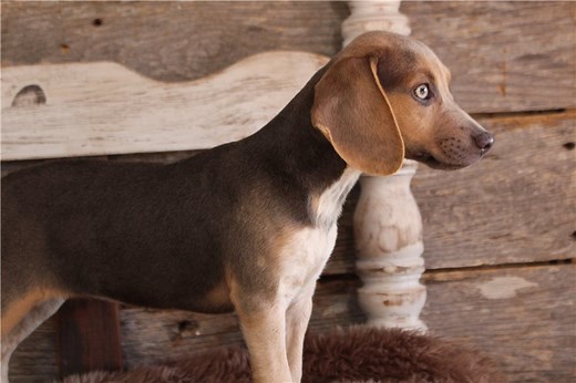 Layla - Beagle Puppy 62CF30