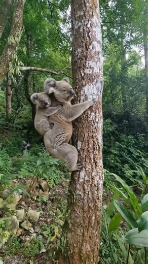Mother Koala Carries Her Baby Up the Tree! 🌿🐨 #shorts #koala #shortvideo #animals
