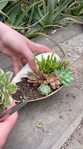 Let’s make a succulent seashell 🌱 | Unique Succulent Designs