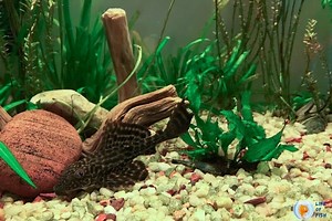 What do Sucker Fish eat? ( Problem Solved! )