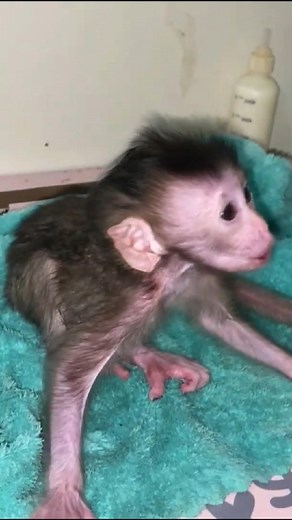 Changing Newborn Monkey Diaper | Baby Monkey TV3