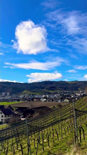 Spring Morning in a Swiss Vineyard 🍇🏡 #travel #switzerland