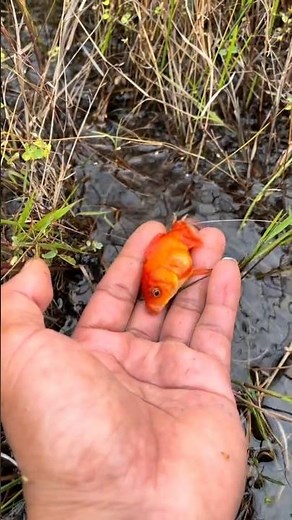 Catching Bright Tropical Fish in the Rice Field – Nature Surprise