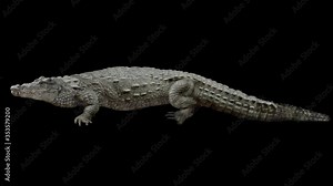 Crocodile walking realistic animation. Isolated animal video including alpha channel allows to add background in post-production. Element for visual effects.