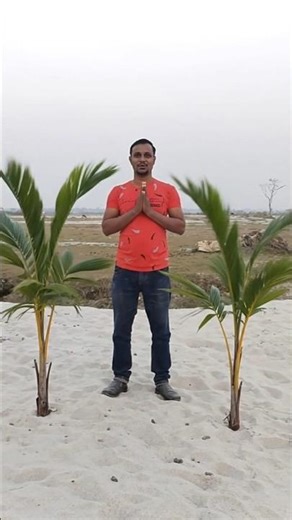 palm tree growing magic vfx video ♥️♥️