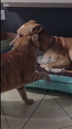 gato laranja causa terror na vida de caramelo #gatos #youtuber #reels